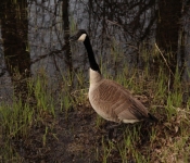 2014 04 27 WestwoodHills 021